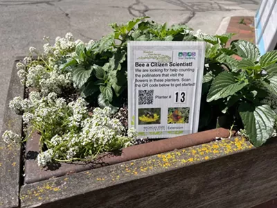 A planter on Front Street in Traverse City, with a sign encouraging people to take three minutes to count and categorize visiting insects. May 25, 2024.