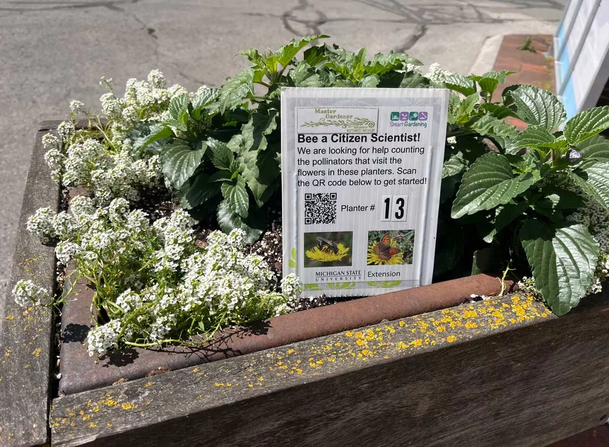 Image: A planter on Front Street in Traverse City, with a sign encouraging people to take three minutes to count and categorize visiting insects. May 25, 2024.