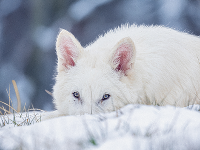 Image: Colossal Biosciences is Rethinking Extinction