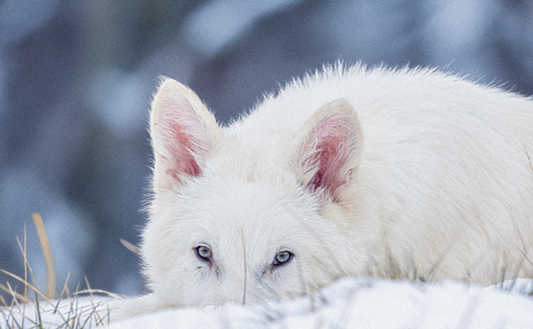 Image: Colossal Biosciences is Rethinking Extinction