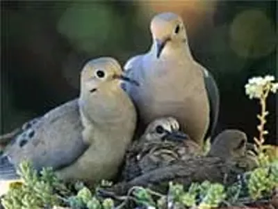 Image: Coo-coo-ka-shoot