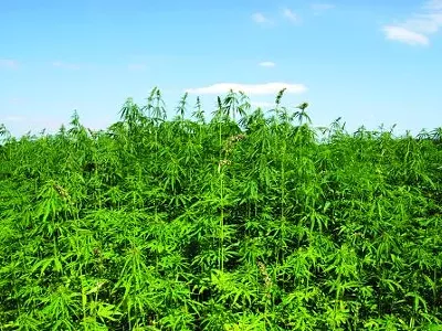 Image: Could Weed Solve the Deficit?