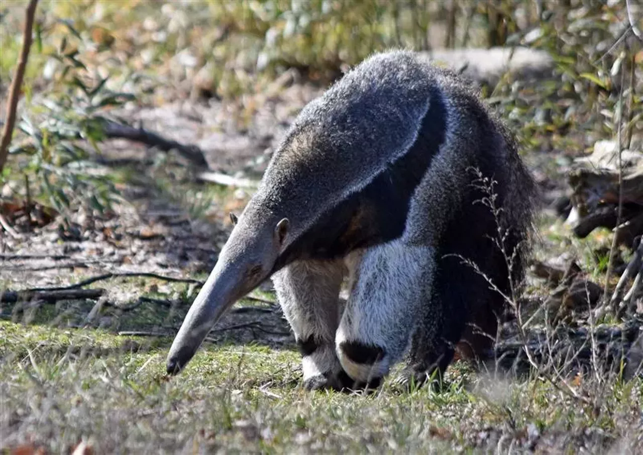 Image: Detroit Zoo announces $20 million, seven-acre wildlife experience 'Discovery Trails'