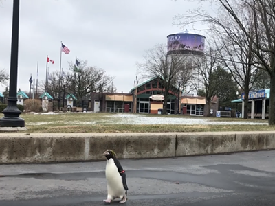 Pickles the penguin doing whatever she damn well pleases.