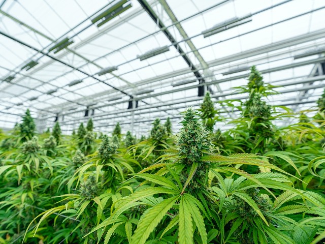 Doghouse Farms has Detroit's first license for a recreational cannabis grow facility.