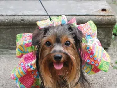 Image: Dog-Tied