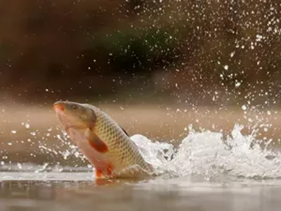 Image: Fish fry