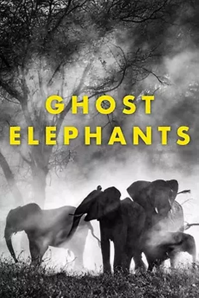 Image: Ghost Elephants