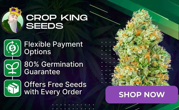 Image: Godfather OG Seeds: Grow Guide, Effects & Where to Buy