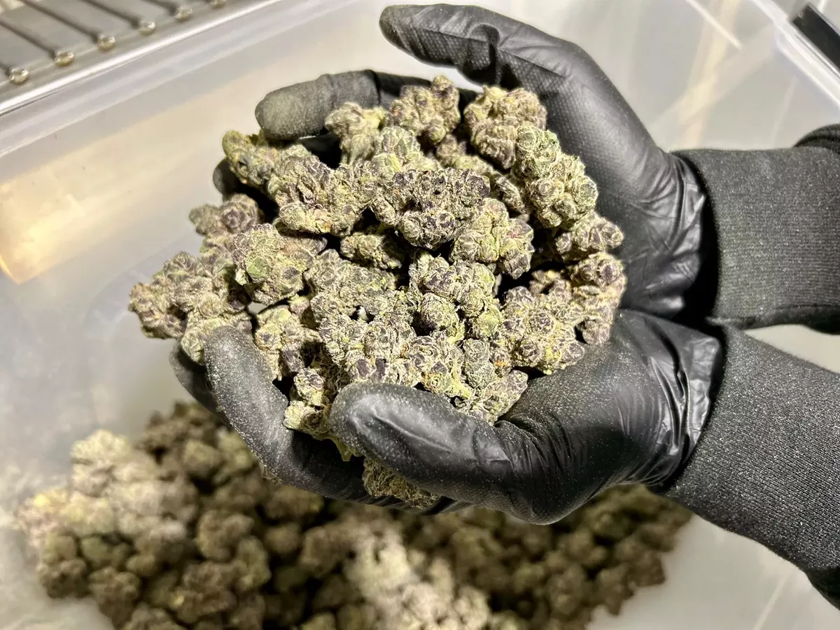 Image: Handfuls of Permanent Cherries by Green Dolphin Craft Cannabis.