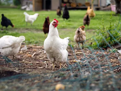 Backyard chickens in Detroit.
