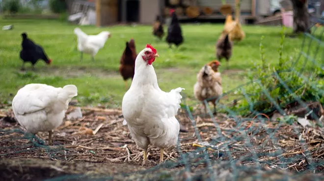 Backyard chickens in Detroit.