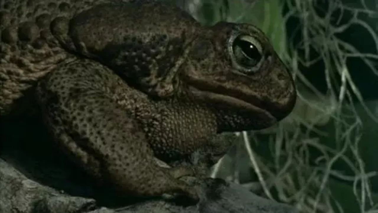 Frogs Detroit actress Lynn Borden might be best known for her portrayal of Barbara Baxter in the sitcom Hazel (although that’s a stretch to begin with), but her turn alongside Sam Elliott in the ’72 creature feature Frogs should never, ever be forgotten. An eco-horror, the movie tells the tale of a plantation full of frogs, lizards and other various creatures, all of whom are pissed about the pollution created by a resident family so they exact a slimy revenge.
