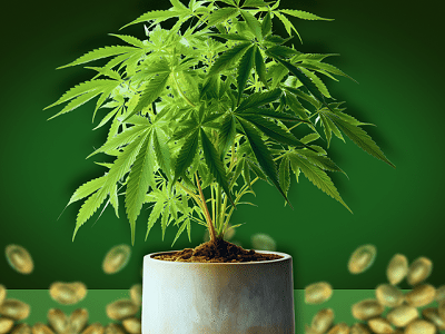 How to Grow Marijuana: Learn Growing Cannabis With Our Guide