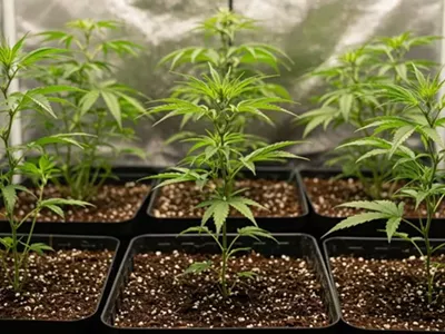 Image: How to Grow Weed: A Detailed Step by Step Guide for Successful Cannabis Cultivation