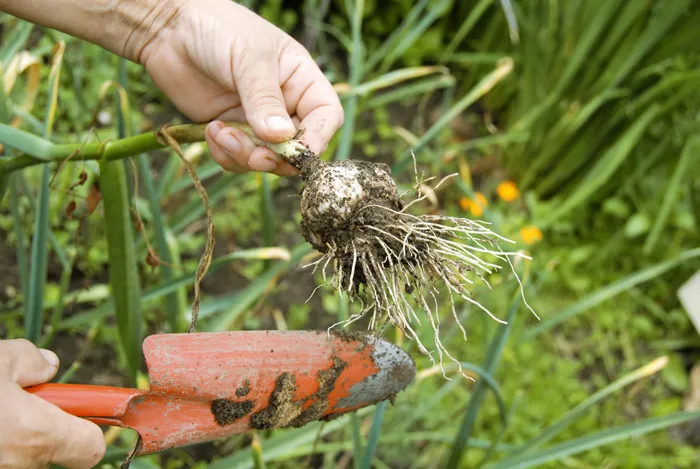 How to kill your lawn