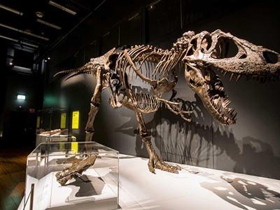 The Tyrannosaurs - Meet the Family exhibit at the Michigan Science Center includes a life-size replica of a T. rex skeleton.