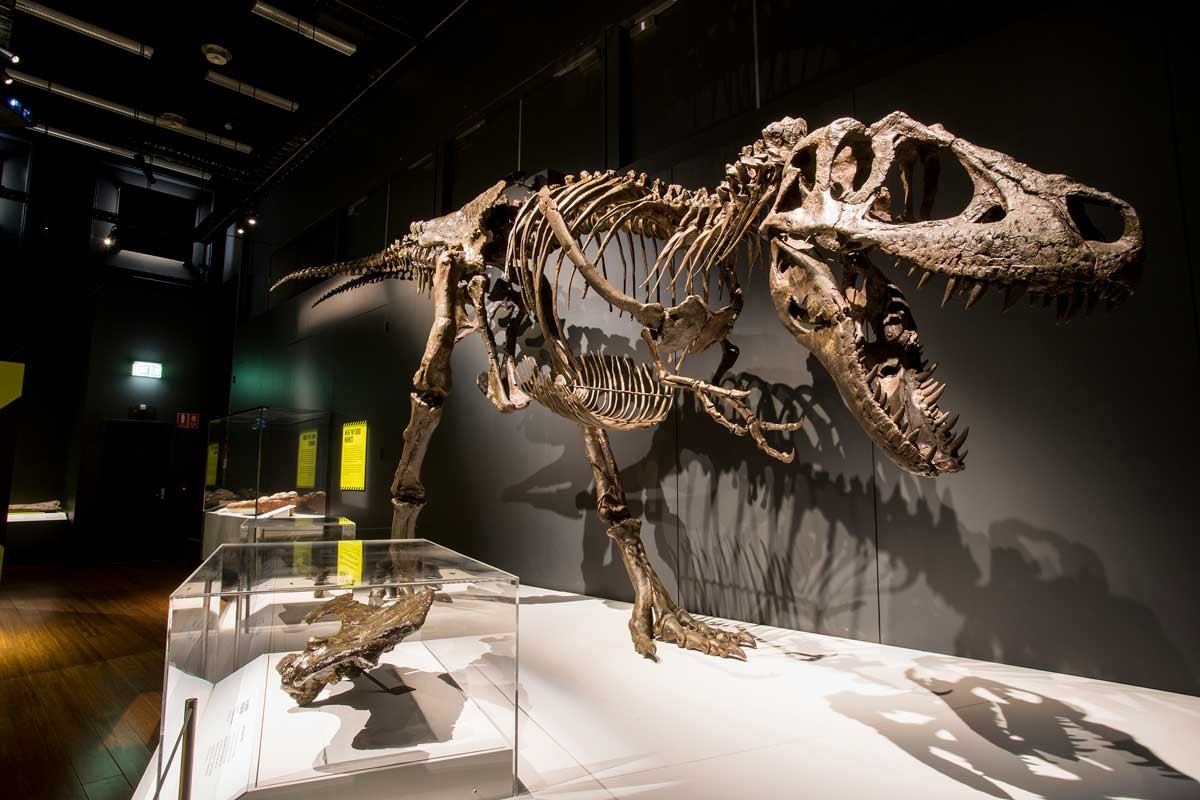 The Tyrannosaurs - Meet the Family exhibit at the Michigan Science Center includes a life-size replica of a T. rex skeleton.