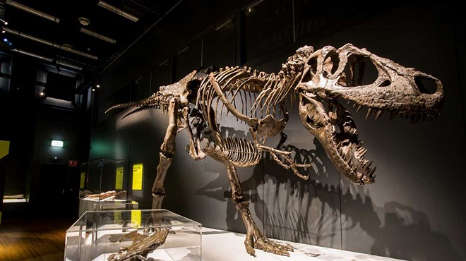 The Tyrannosaurs - Meet the Family exhibit at the Michigan Science Center includes a life-size replica of a T. rex skeleton.