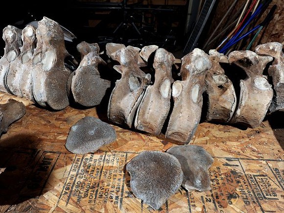 ICYMI: Michigan man discovers 10,000-year-old mastodon bones in yard