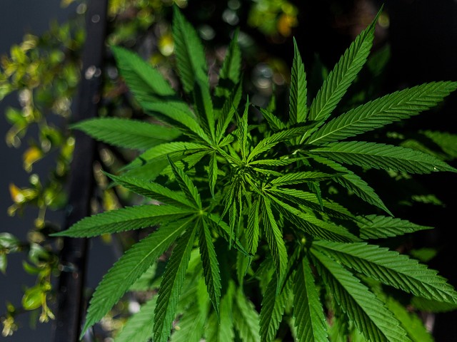 Indiana state Senator introduces two bills to decriminalize and regulate marijuana