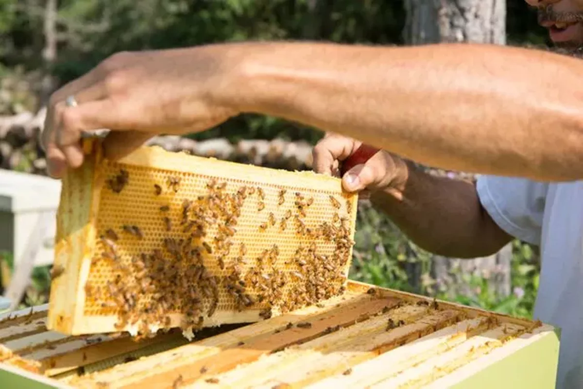 Image: It's all about the bees for this Grosse Ile beekeeper