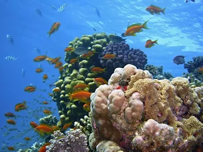 Image: Key Largo Adventure – Sun, Snorkeling, and Surprises for All Ages
