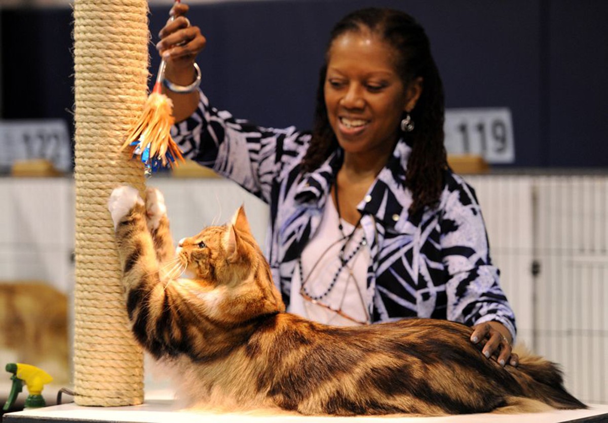 A cat being judged at a Cat Fanciers’ Association Cat Show.