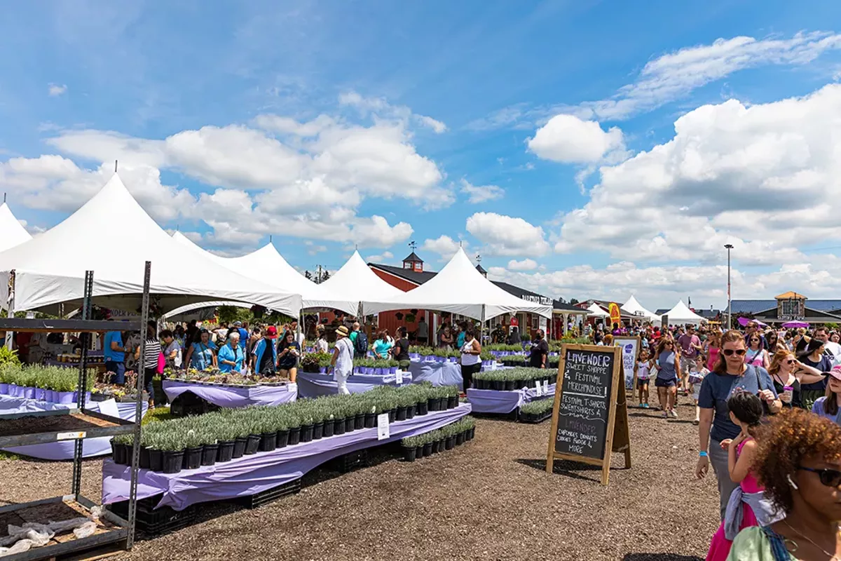 bf-2022-lavender-festival-00003.webp