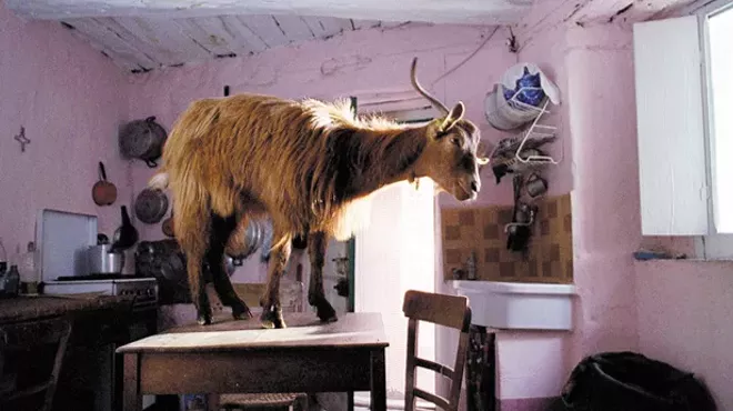 A table-top goat in Le Quattro Volte.