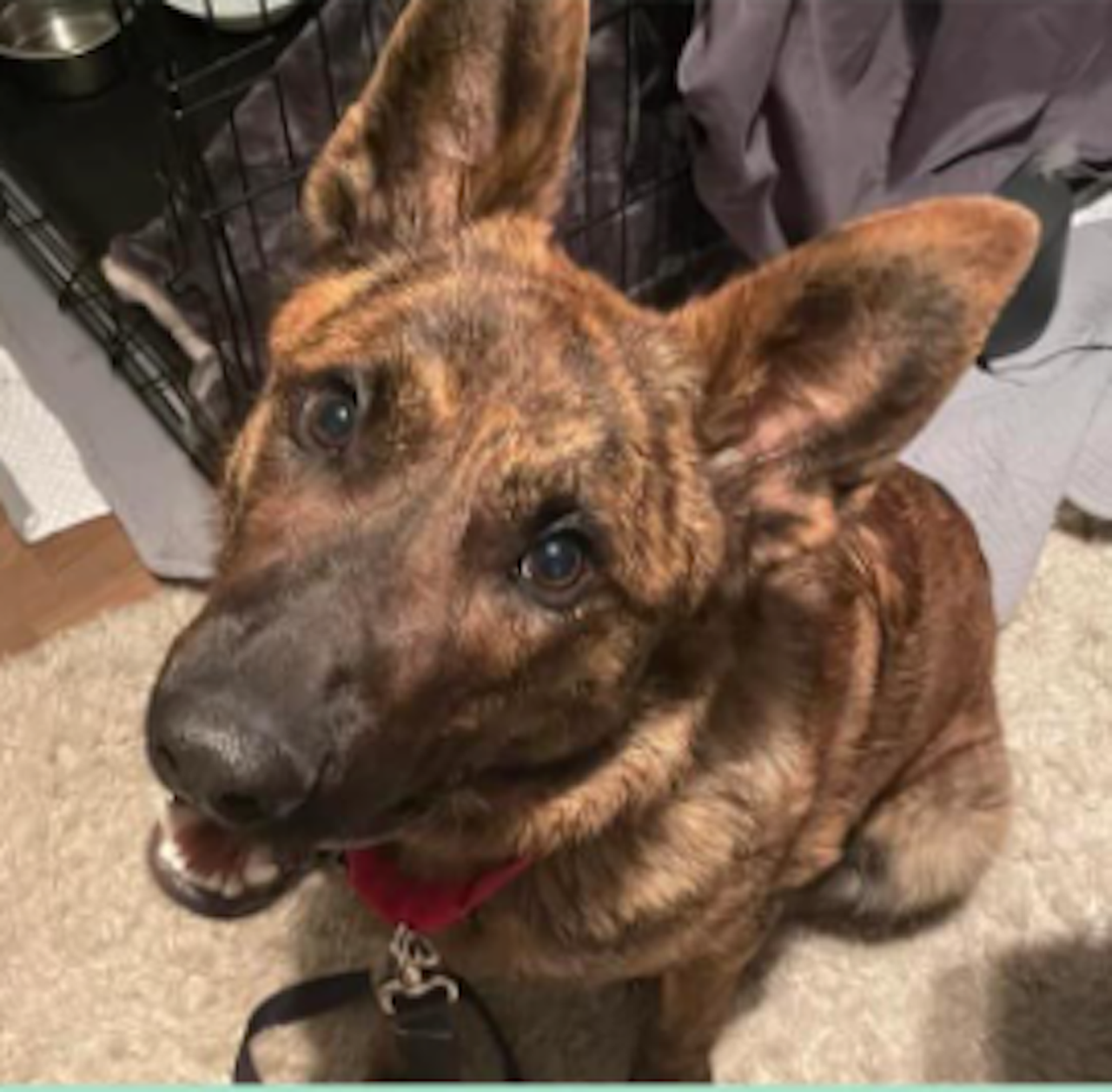 Guinness
A146342
Male Shepherd, Neutered, Microchipped and UTD on vaccinations
Estimated to be 2 years old, 61 pounds
Medium to High Energy
Recovering from a broken leg, surgery on 3-12-2022, staples were removed 3-25-2022
Dog Friendly - would love to have a friend about his size and wants to play (slow introductions and monitoring a must due to leg healing)
Knows basic commands (sit, down, touch)
Listens well
Walks nicely on leash with harness
Crate Trained - sleeps in a crate all night
He has typical shepherd behavior; follows you everywhere, curious, at little mischievous, playful, and friendly to people. 
Very Trainable - he is very attentive and treat motivated 
Ideal foster or adopter has breed experience
Heart worm Positive - when he is ready for treatment it will be done at Detroit Animal Care and Control and paid for by Friends of Detroit Animal Care and Control
Probably best not in a home with small children, he gets really excited and barks and knocks them over trying to play.
He has not met cats
He settled very nicely into my home and routine in one week. 