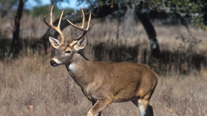 Michigan residents are generally barred from feeding deer.
