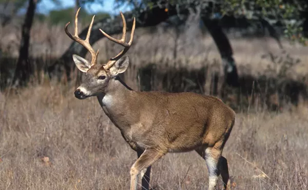 Michigan residents are generally barred from feeding deer.