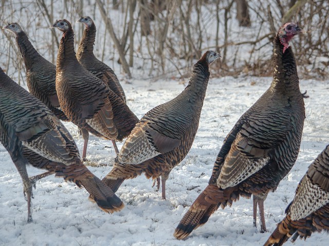 A flock of wild turkeys look for food on a cold winter day in Michigan.