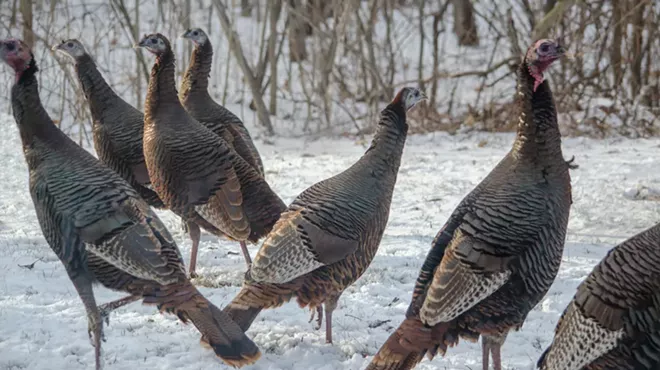 A flock of wild turkeys look for food on a cold winter day in Michigan.