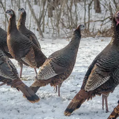 A flock of wild turkeys look for food on a cold winter day in Michigan.