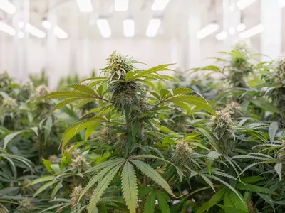 Michigan regulators have been cracking down on cannabis businesses that commit violations.