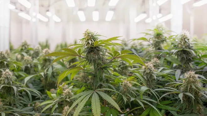 Michigan regulators have been cracking down on cannabis businesses that commit violations.