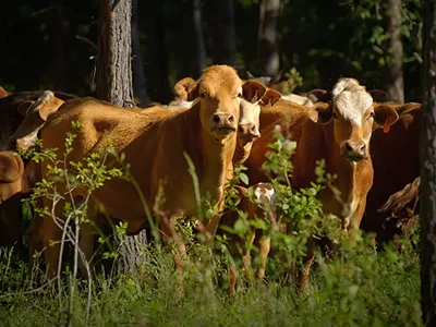 Image: Michigan farmers mix trees, crops, livestock to fight climate change