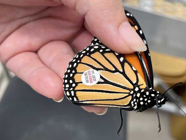 Michigan program raises monarch butterflies