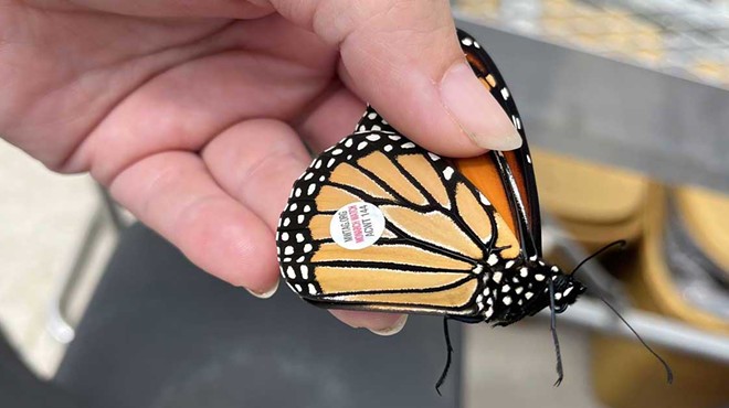 Michigan program raises monarch butterflies