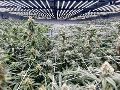 Pinconning-based Wojo is one of the leading growers of high-quality marijuana.