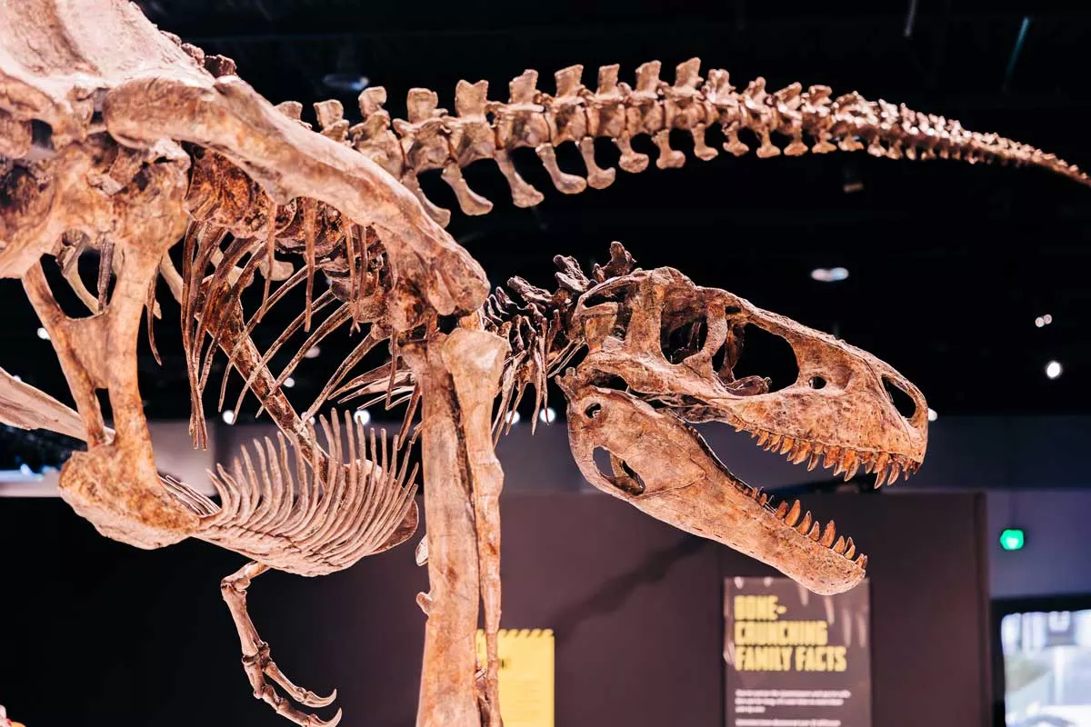 Image: Michigan Science Center’s Tyrannosaurs – Meet the Family includes a 15-foot tall cast of a T. rex skeleton.