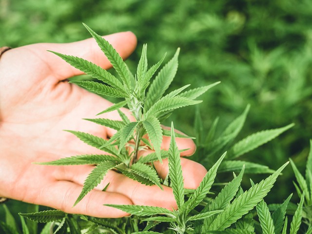 A hand holding a cannabis plant.