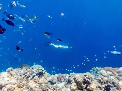 Image: My Favorite Places for Snorkeling in Florida: A Deep Dive Into the Sunshine State’s Hidden Gems