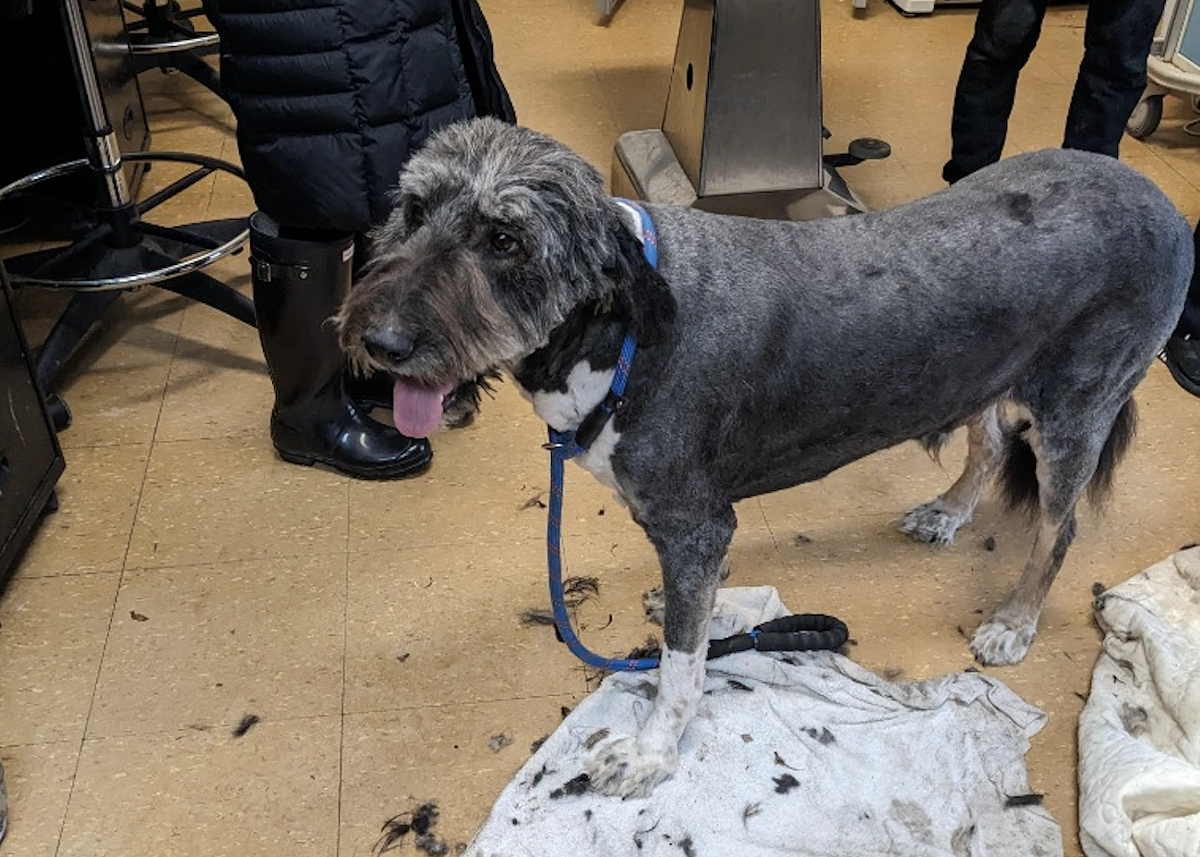 Image: Reggae after his haircut. “Watching his personality blossom afterward has been amazing,” Friends for Animals of Metro Detroit said.