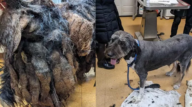 Image: Neglected Detroit-area dog ‘Reggae’ finally gets a haircut