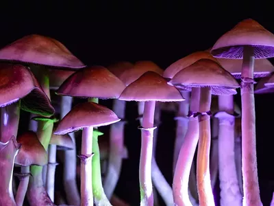 Image: Ann Arbor declares September Psychedelics Awareness Month —&nbsp;and we're tripping