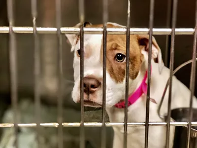 One of dozens of dogs at the Detroit Animal Care and Control shelter.