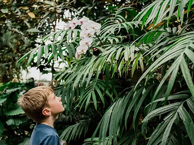 Image: Thousands of tropical butterflies are coming to Meijer Gardens (2)